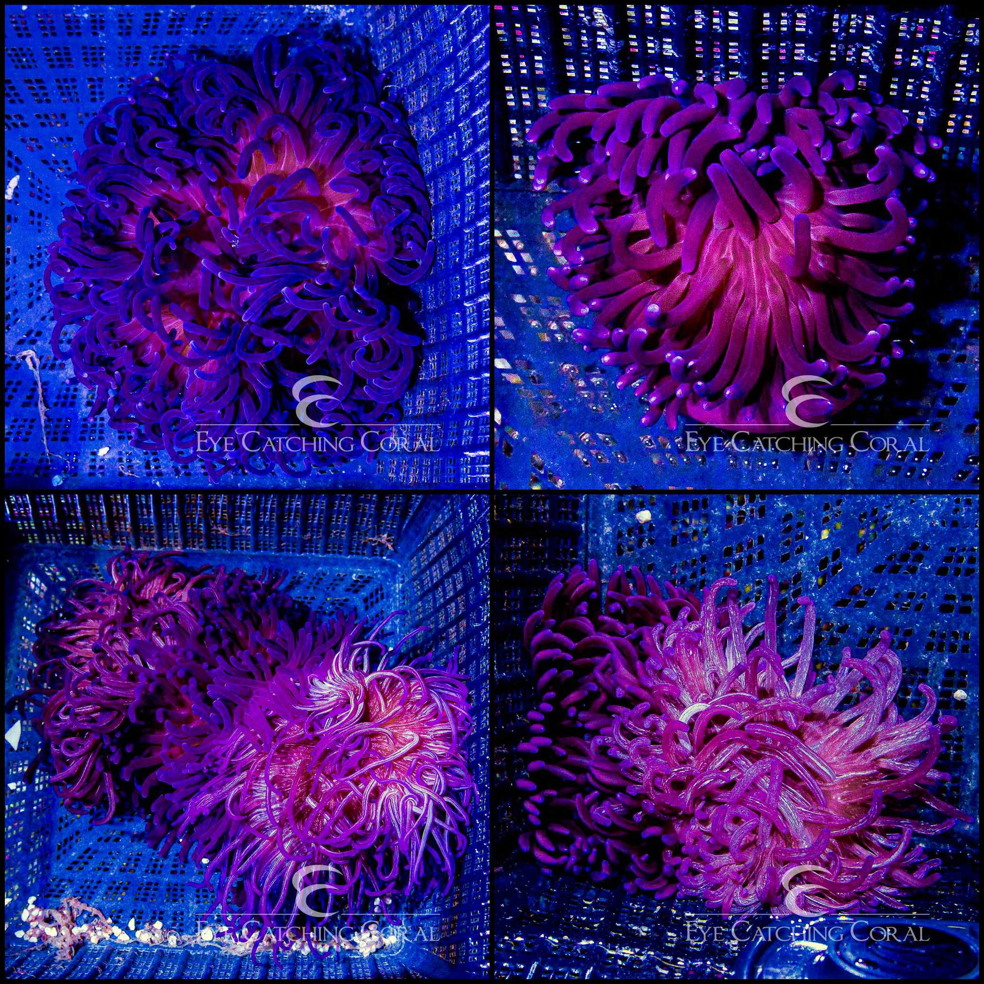 Long Tentacle Anemone Purple 