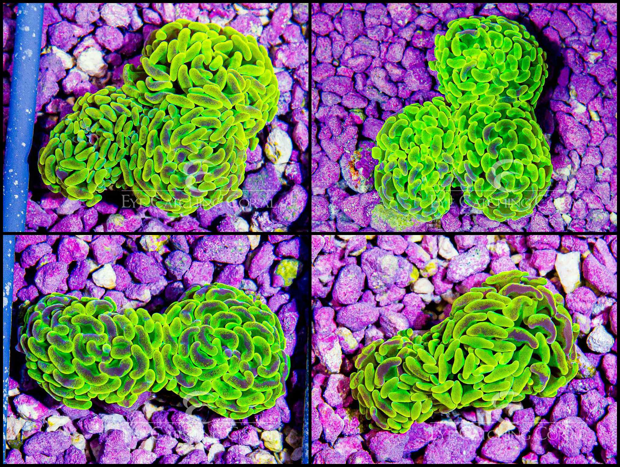 Neon Pulse Branching Hammer