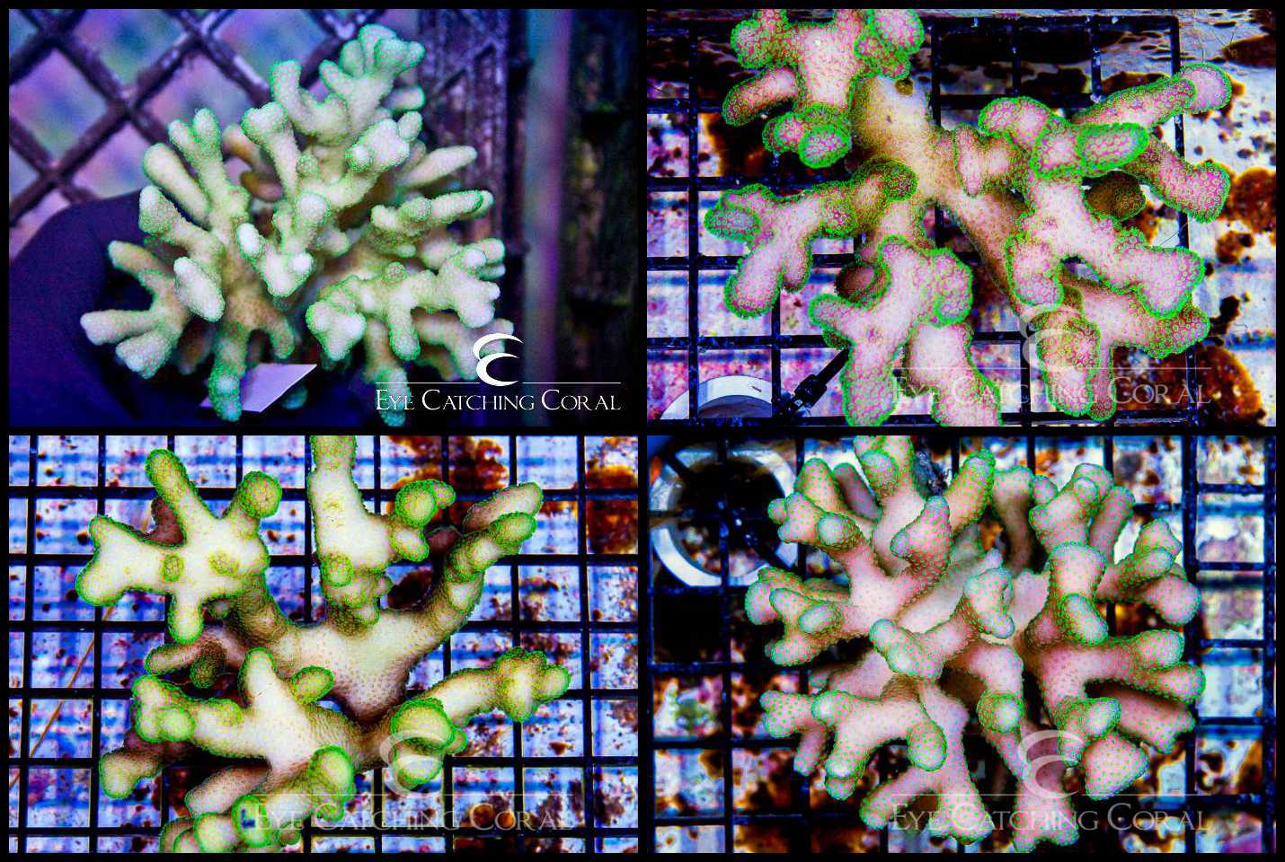 Stylophora Green