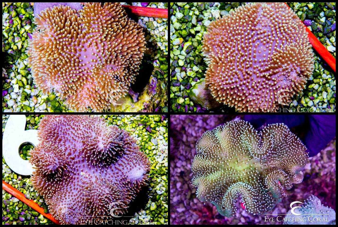 Colored Toadstool Leather