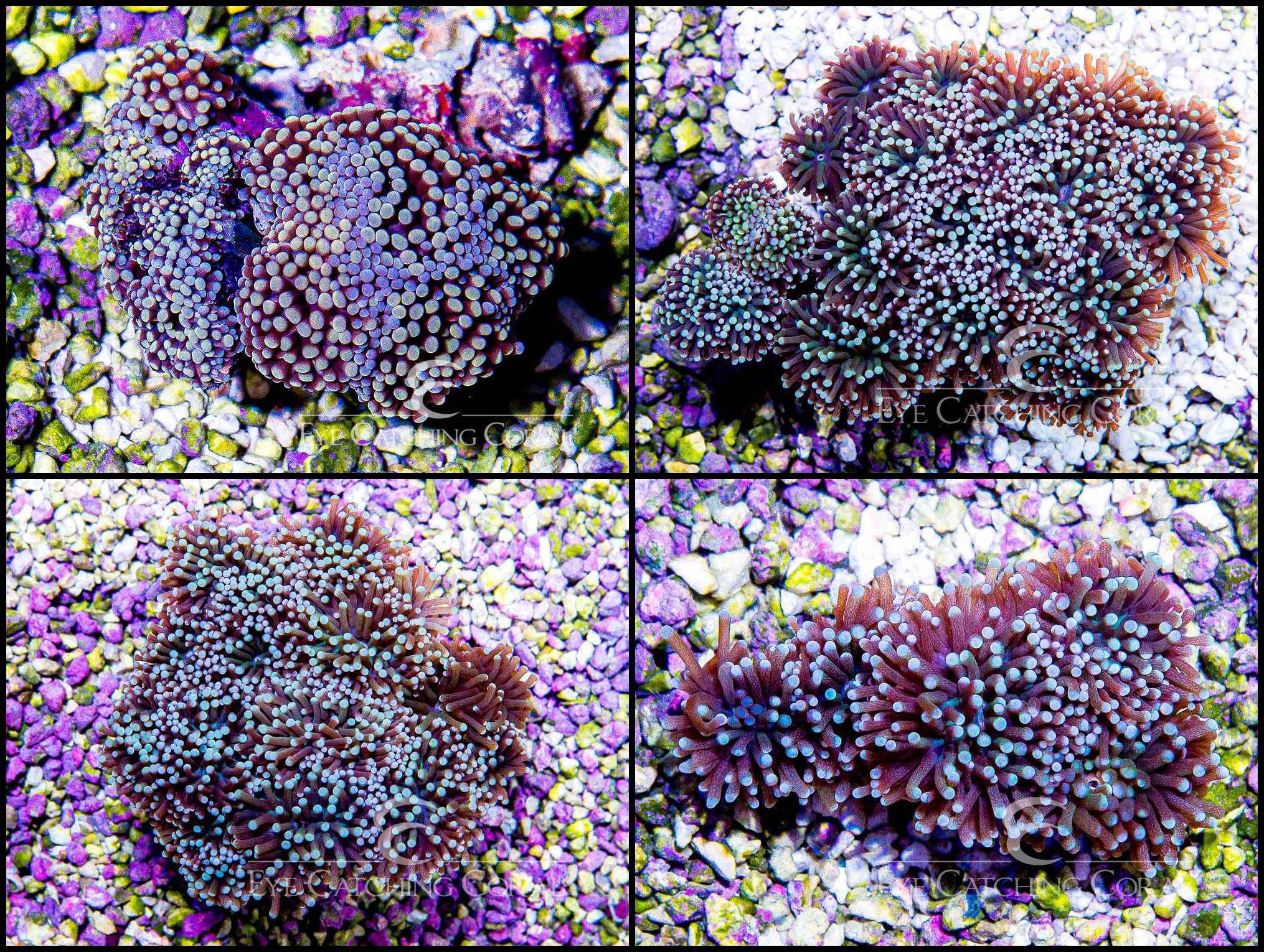 Torch Multicolor