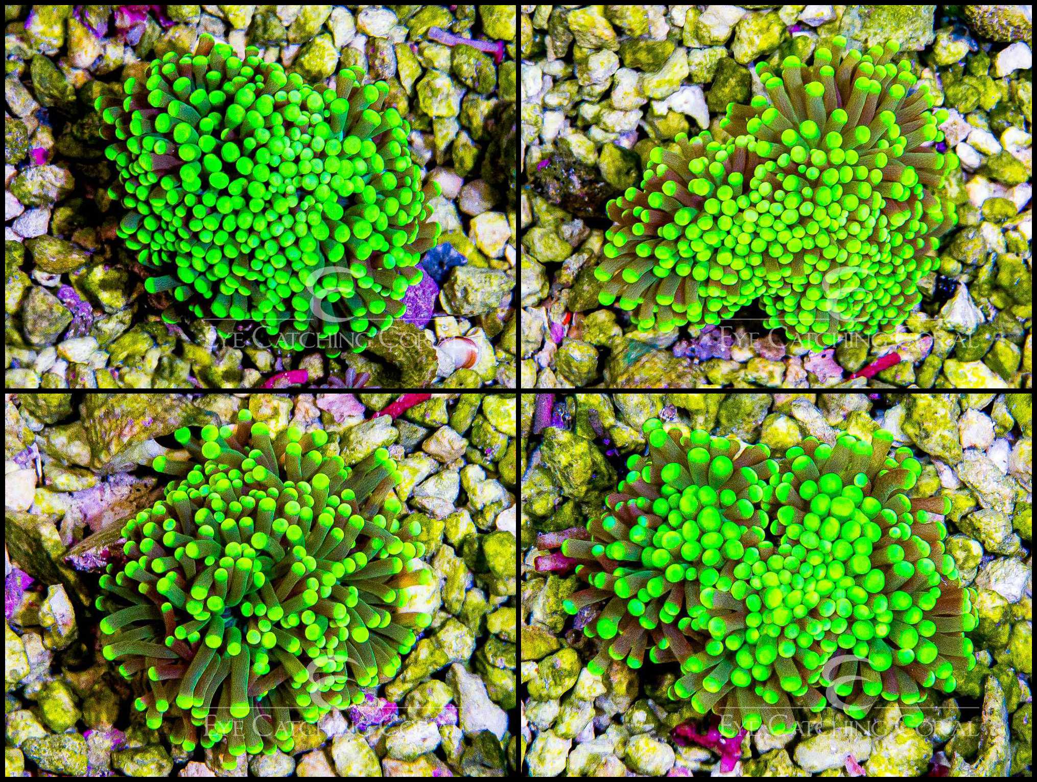 Torch Neon Green