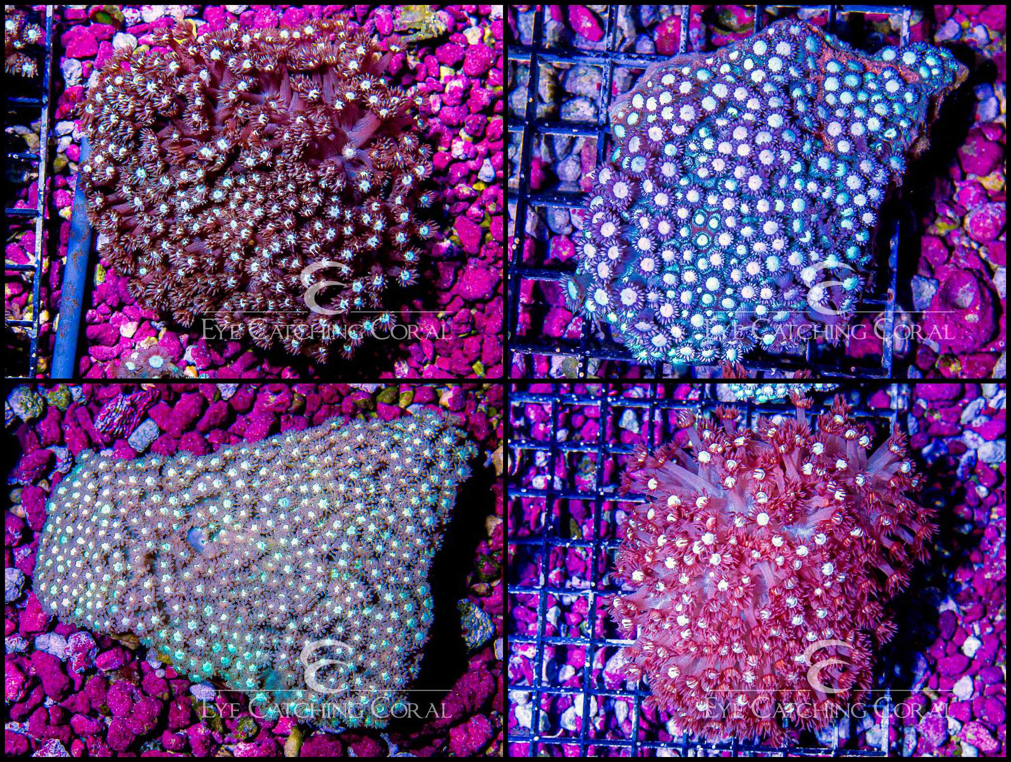 West Coast Goniopora Purple