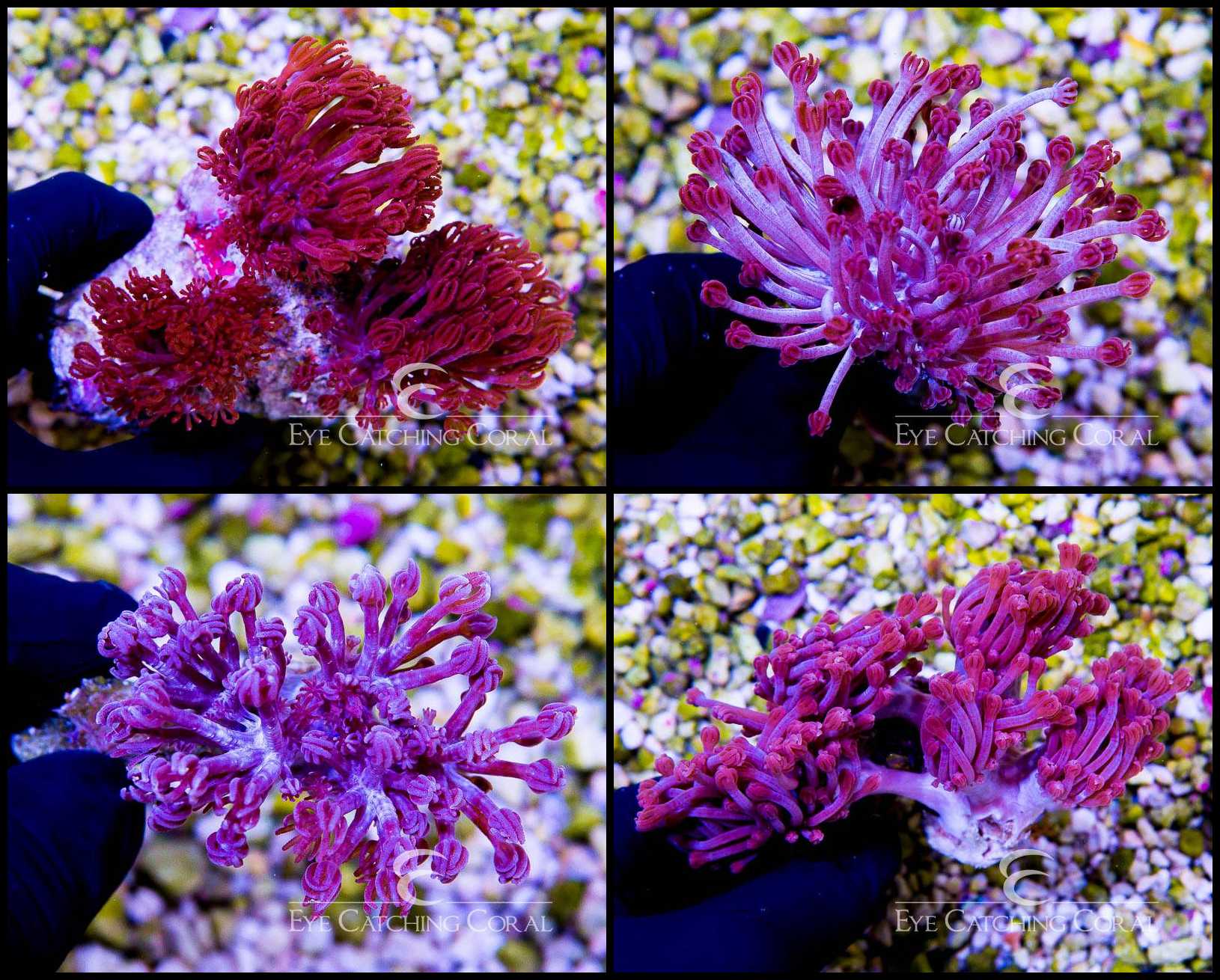 Vivid Eye Catching Coral View Nature Vivid Eye Catching Coral View Nature